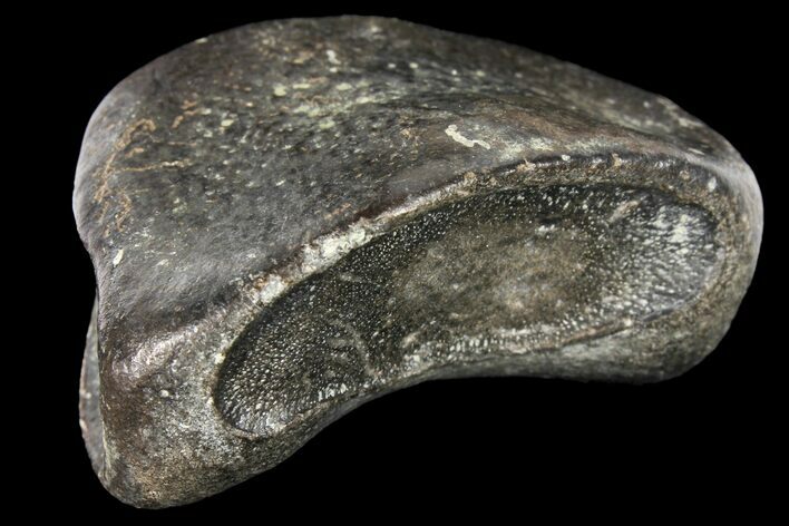 Fossil Hadrosaur Phalange - Alberta (Disposition #-) #134512